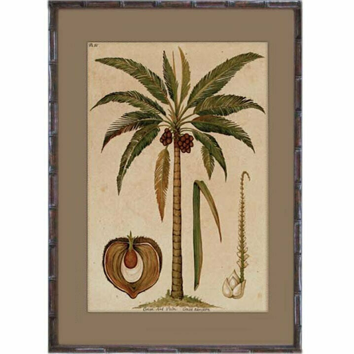 Hamptons Cocoa Palm 4