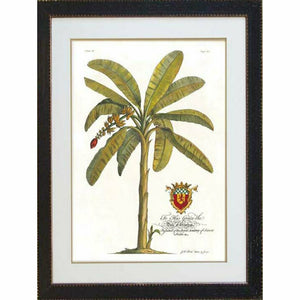 Royal Banana Palm 1 - Black Frame
