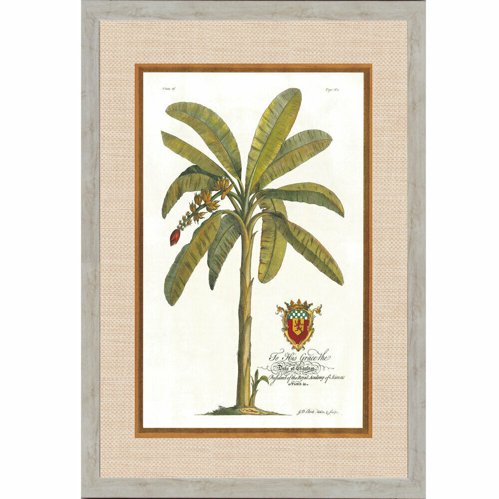 Royal Banana Palm 1
