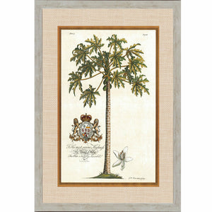 Royal Pawpaw Palm 3